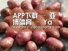 产品展示标题5
